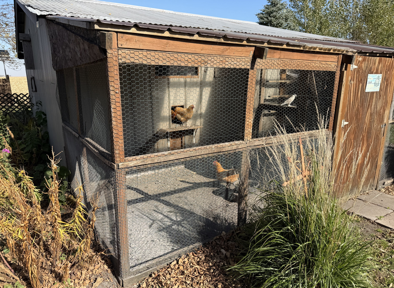 39-Chicken-Coop