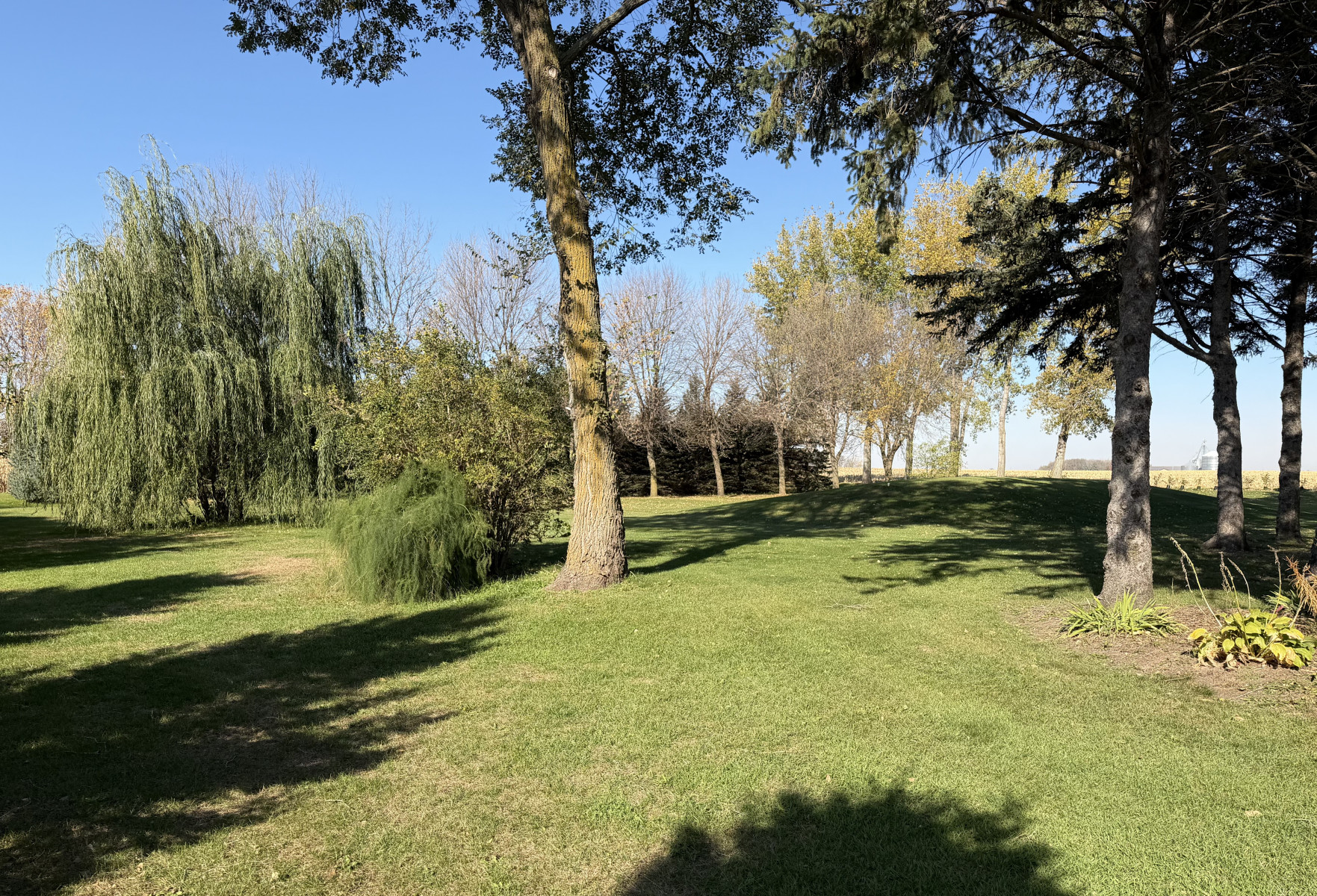 42-Yard-Trees