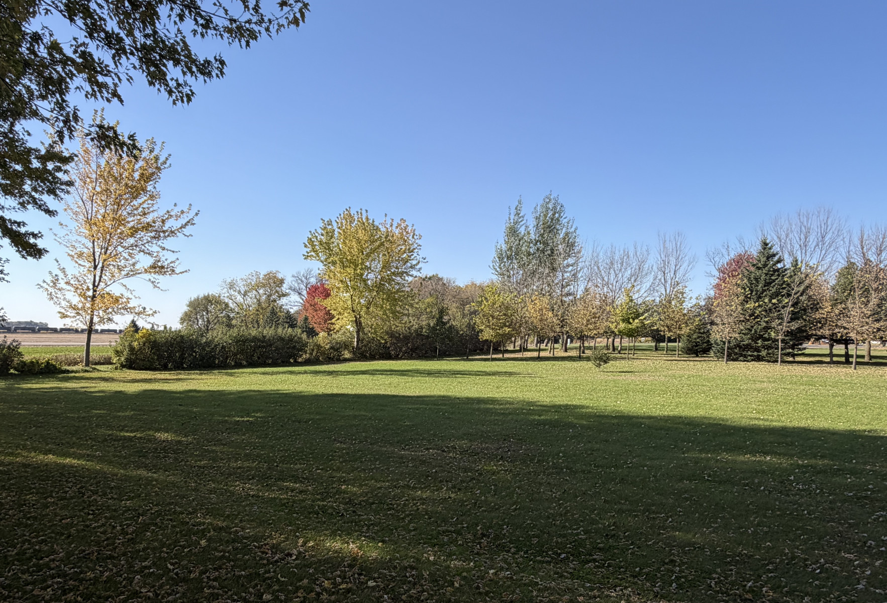 44-Yard-Trees