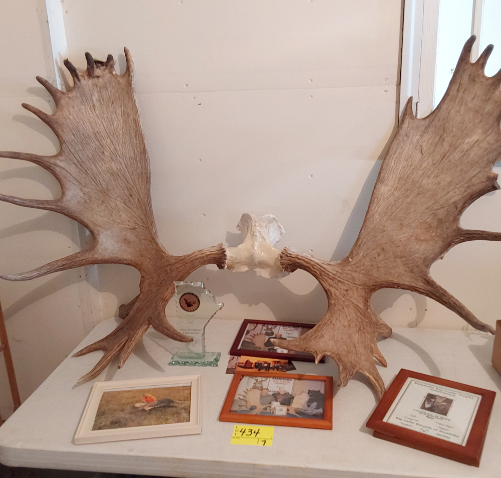 Moose-Antlers