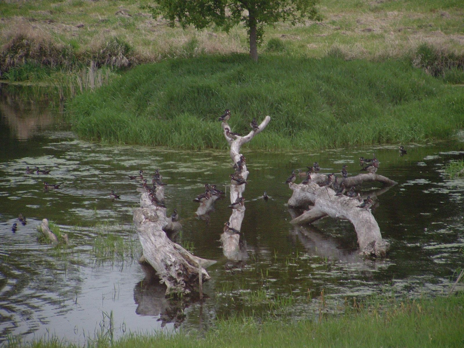 Ducks-on-property-pic